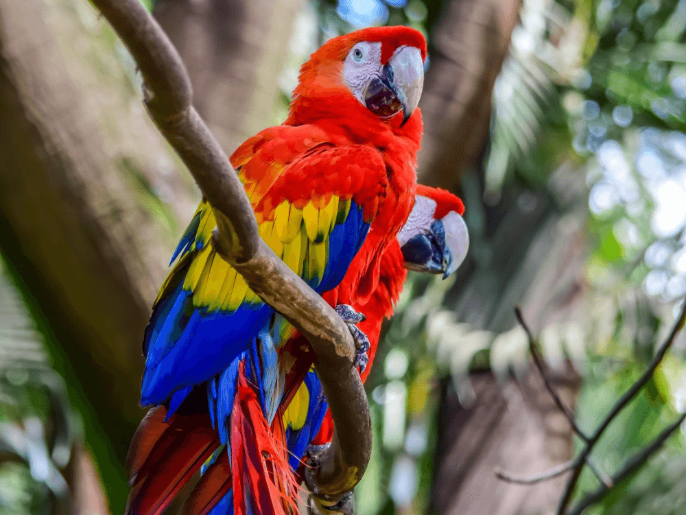 Colombia, la ruta cafetera